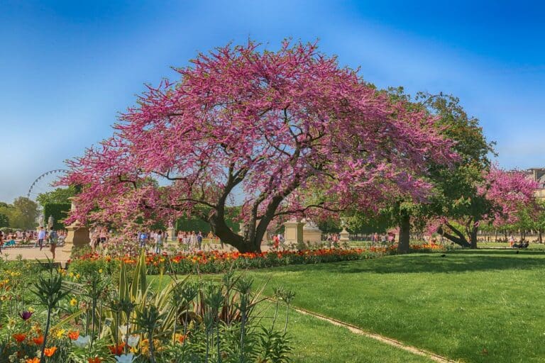Jardin