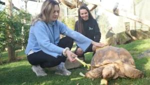 Parrot world nourrir les tortues
